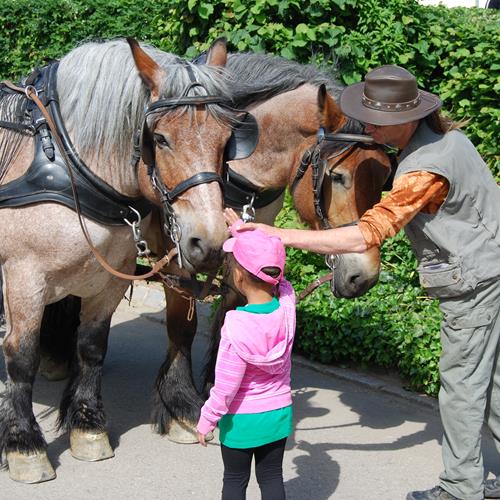 Pferdekraft in Munshausen