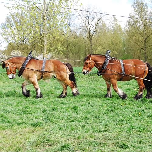 chevaux de trait