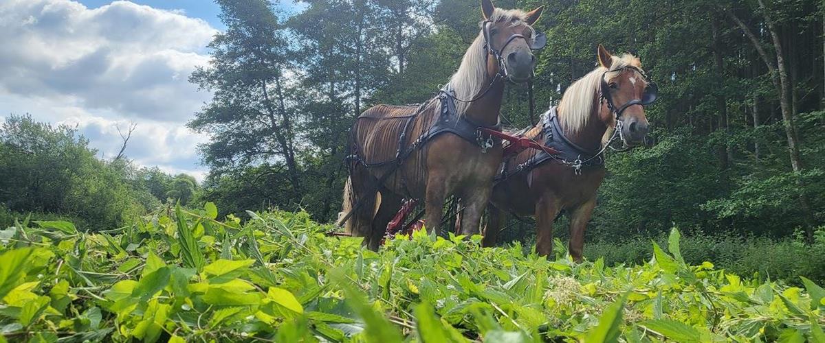 Treffen mit VFD, RAL Gütegemeinschaft, IGZ, und Horsepower.lu