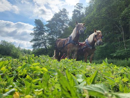 Rencontre entre VFD, RAL Gütegemeinschaft, IGZ, et Horsepower.lu