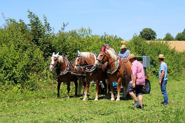 Vorderwagentag in Obererdingen