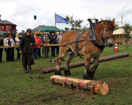 Le cheval de travail - Travail du cheval