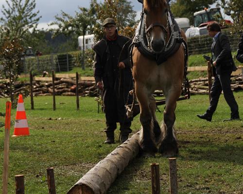 Le cheval de travail - Travail du cheval