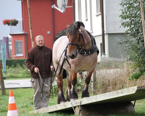 Arbeitspferde Heute - Arbeiten mit Pferd