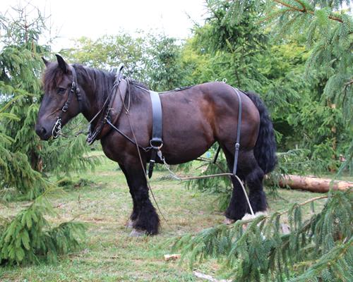 Forstwirtschaft - Arbeiten mit Pferd