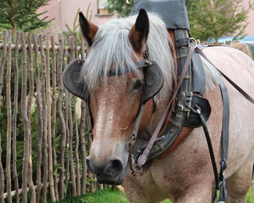 Le cheval de travail - Travail du cheval