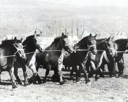 Races - Travail du cheval