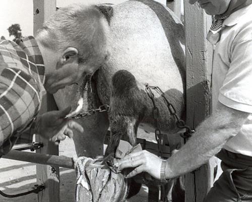 Pflege - Arbeiten mit Pferd