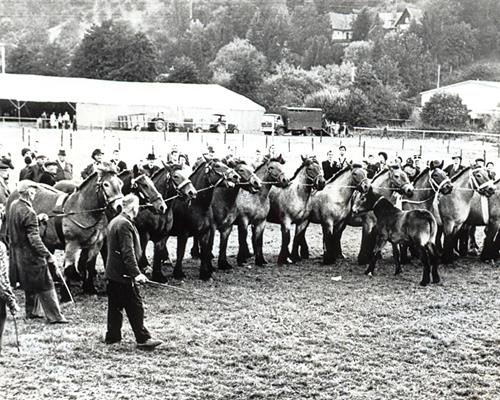 Rassen - Arbeiten mit Pferd