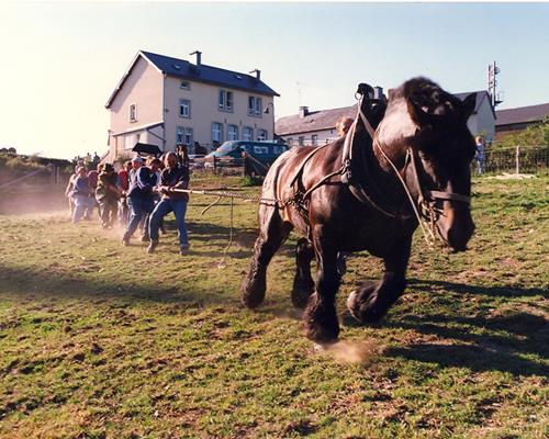 Rendement au travail - Travail du cheval