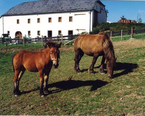 Haltung - Arbeiten mit Pferd