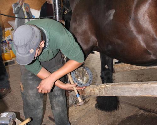 Pflege - Arbeiten mit Pferd