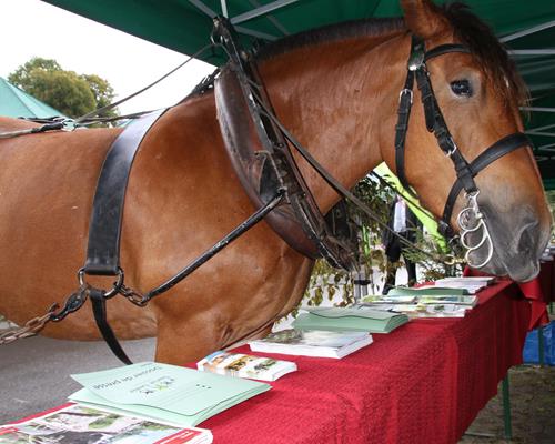 Alimentation - Travail du cheval