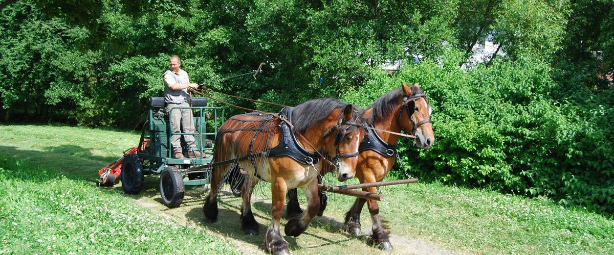 Les chevaux de travail : une alternative pour l’avenir