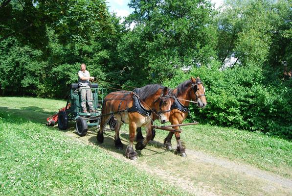 Les chevaux de travail : une alternative pour l’avenir