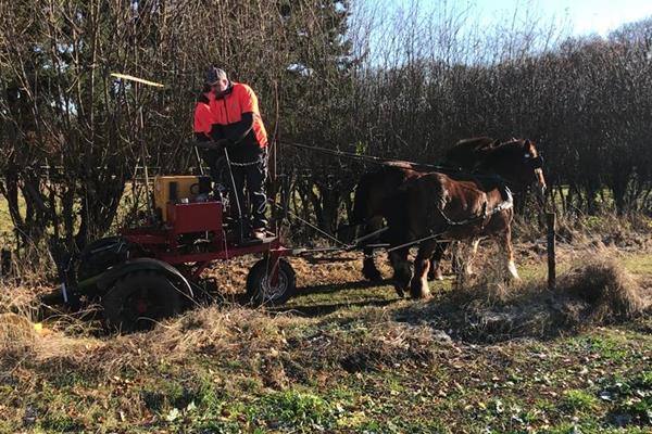 Mulchen mit Arbeitspferden