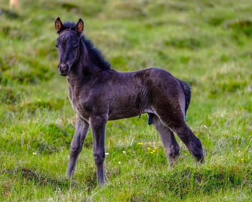 Races - Travail du cheval