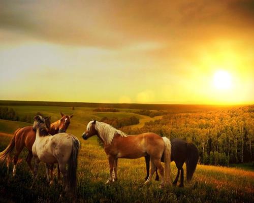 Races - Travail du cheval