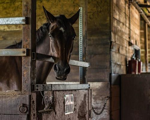 Hébergement - Travail du cheval