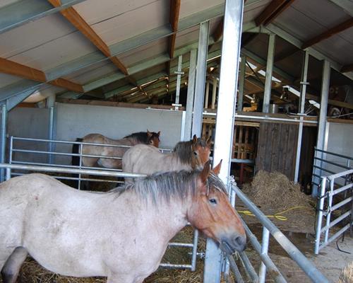 Hébergement - Travail du cheval