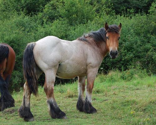 Haltung - Arbeiten mit Pferd