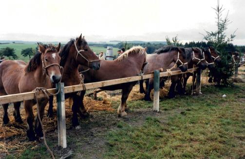 Haltung - Arbeiten mit Pferd