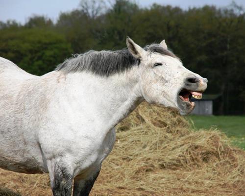 Alimentation - Travail du cheval