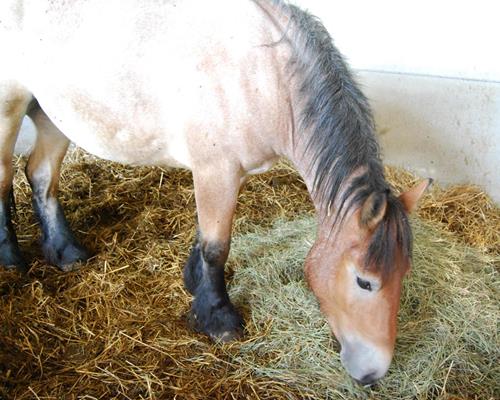 Alimentation - Travail du cheval