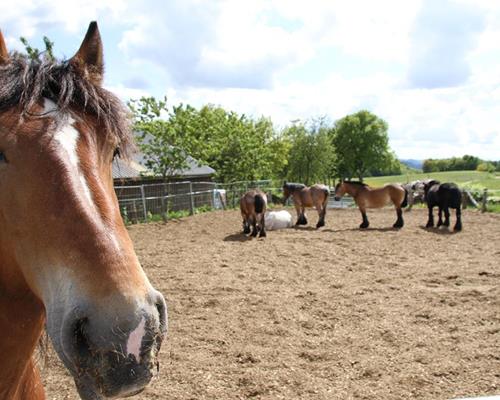 Hébergement - Travail du cheval