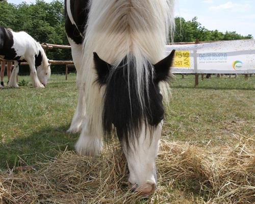 Alimentation - Travail du cheval