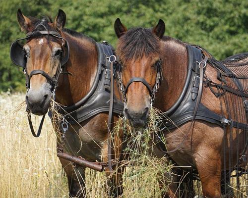 Rendement au travail - Travail du cheval