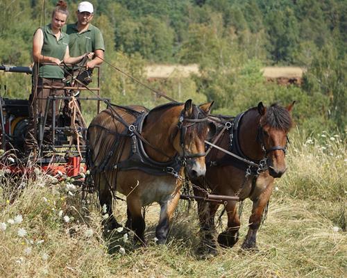 Landwirtschaft - Arbeiten mit Pferd