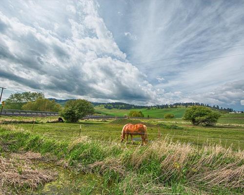 Agriculture - Travail du cheval