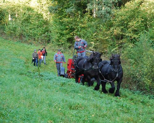 Agriculture - Travail du cheval