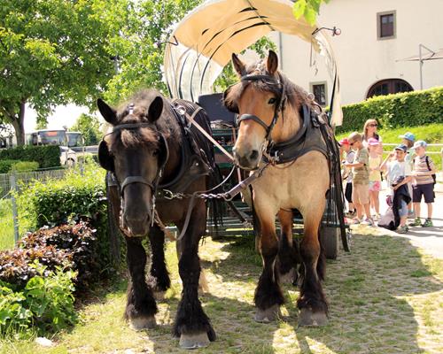Tourismus - Arbeiten mit Pferd