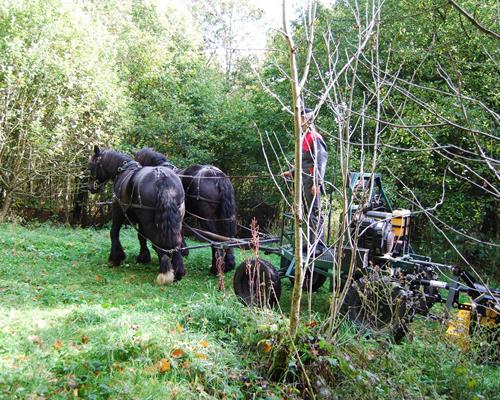 Gemeindedienste - Arbeiten mit Pferd